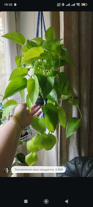 Комнатные растения