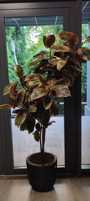Ficus Elastica cu frunze in 2,3 culori