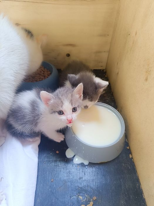 Милые котята - ждут своего хозяина