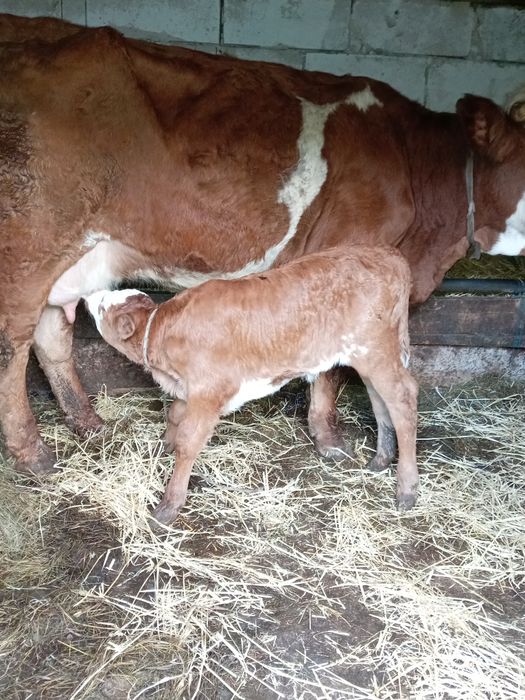Vând vacă de 7 ani cu vițea