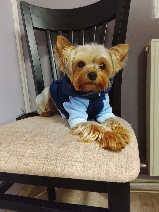 Мини йоркита, момче и момиче!