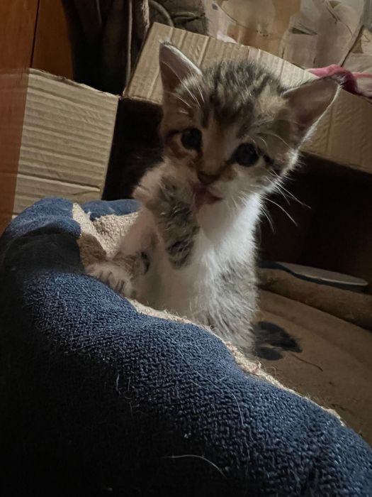 отдам котят в добрые руки