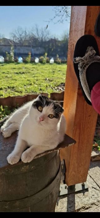 Подарявам ирланско клепоухо коте