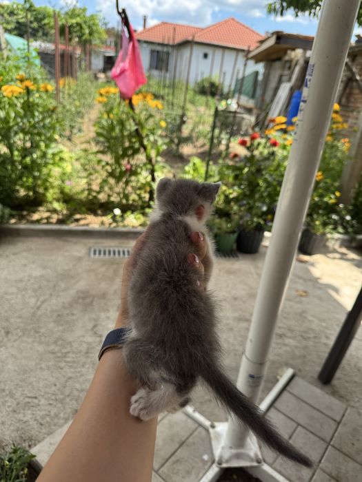 Подарявам малки котета
