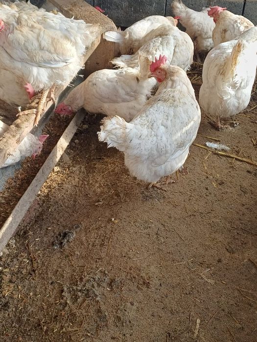 Тауктар сатылады