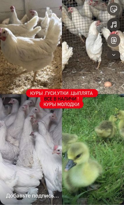 Гуси,куры ,утки ,цыплята