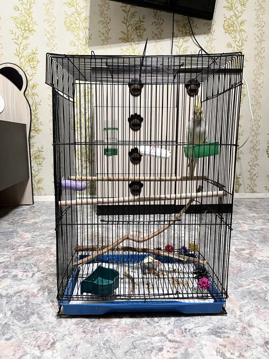 Продам ручного попугая