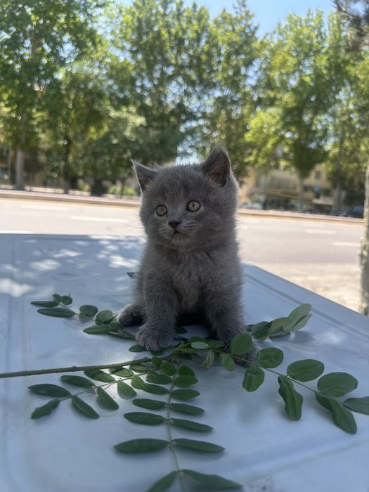 Mushuk sevarlar uchun Mushuklar