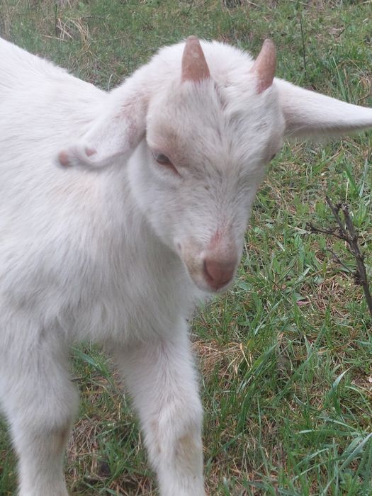 Vand iezi rasa Sannen