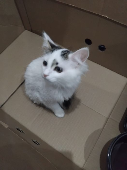 Котенок пушистый