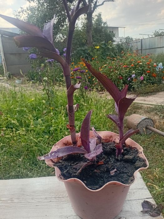 Комнатные цветы женское счастье