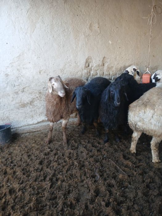 Qoʻchqorlar sotiladi