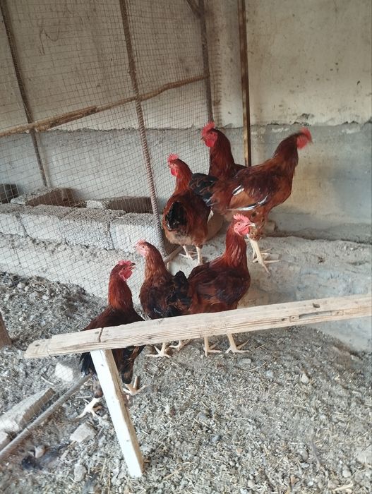 хороз 6 та срочно