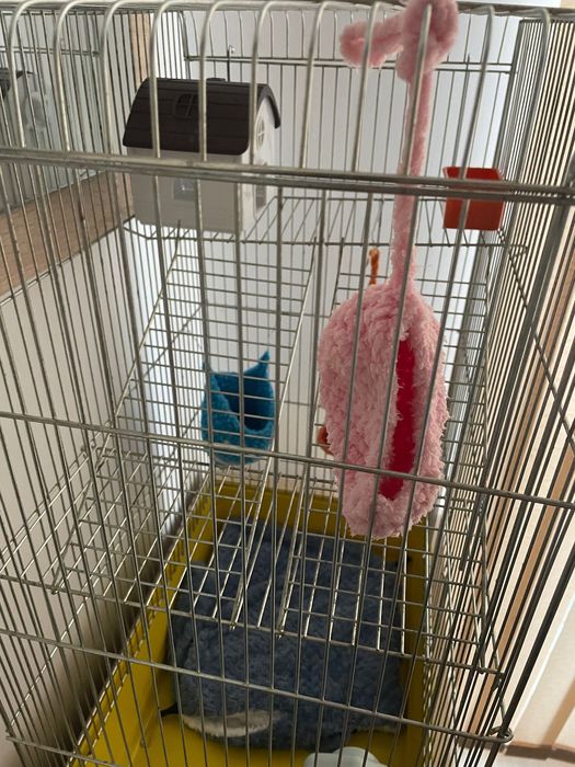 Оборудвана клетка за захарна катерица