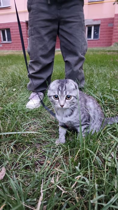 Продам вислоухого кота