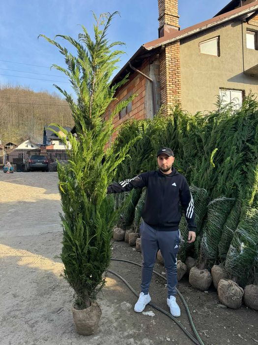 Leylandii Ornamentali - Diverse Dimensiuni | Transport Inclus