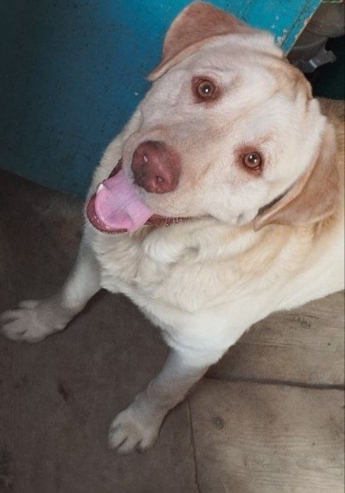 Лабрадор для вязки