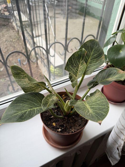 Аглонема Биркин