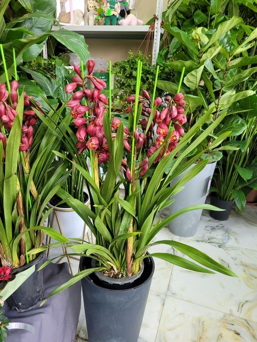 Цимбидиум. Орхидея