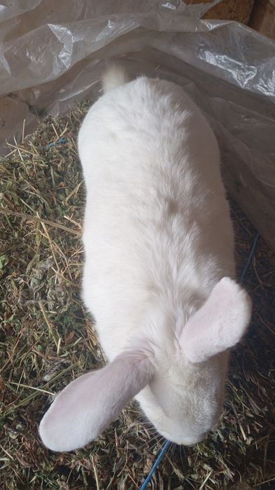 Vând 4 Iepuri tineri