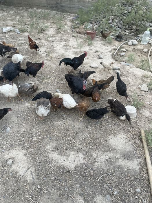 Tovuqlar sotimadi