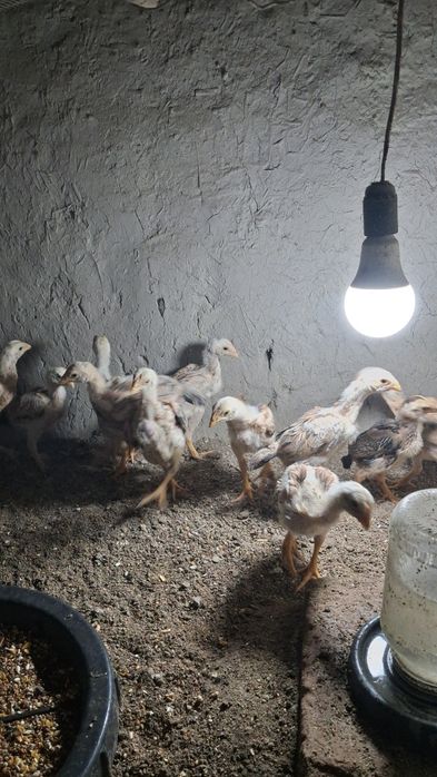 Dakan joʻjala sotiladi