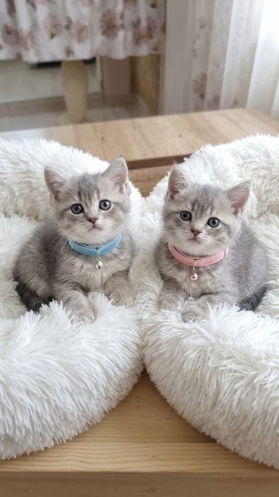 Шотландские котята скоттиши.