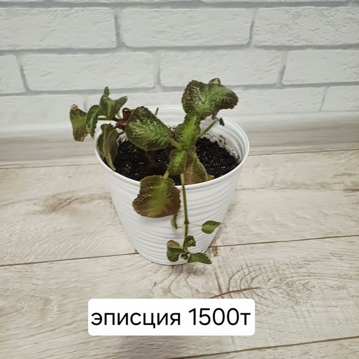 Цветы комнатные недорого