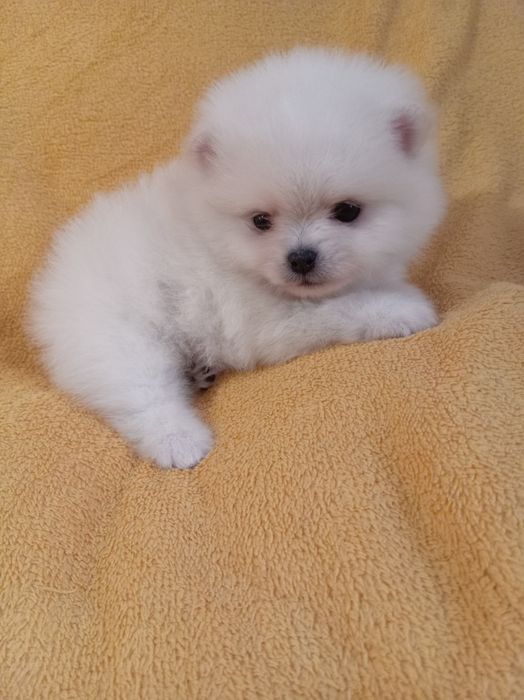 Продам щенка шпица