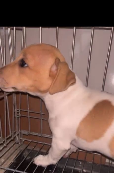 Джек рассел терьер