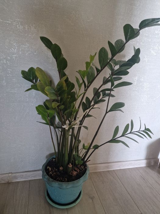 Комнатные цветы растения