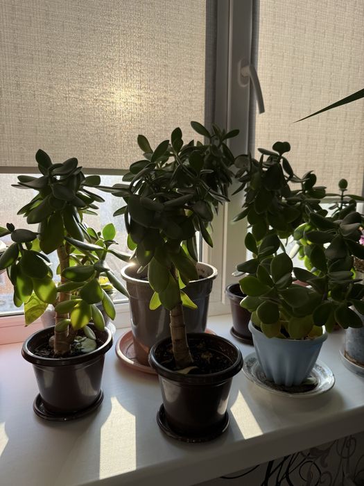 Деннжное дерево