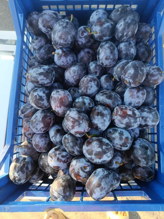 Prune de vânzare
