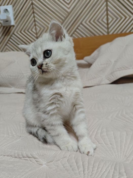 Шиншилла серебро с родословной