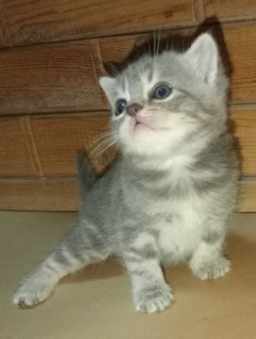 Британцы котята !