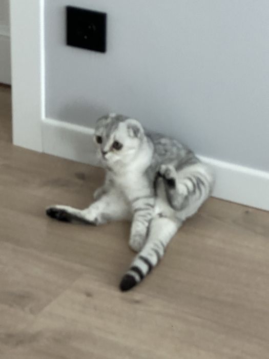 Шотландская вислоухая кошка