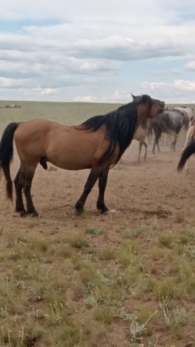 Мз айғыр сатылады