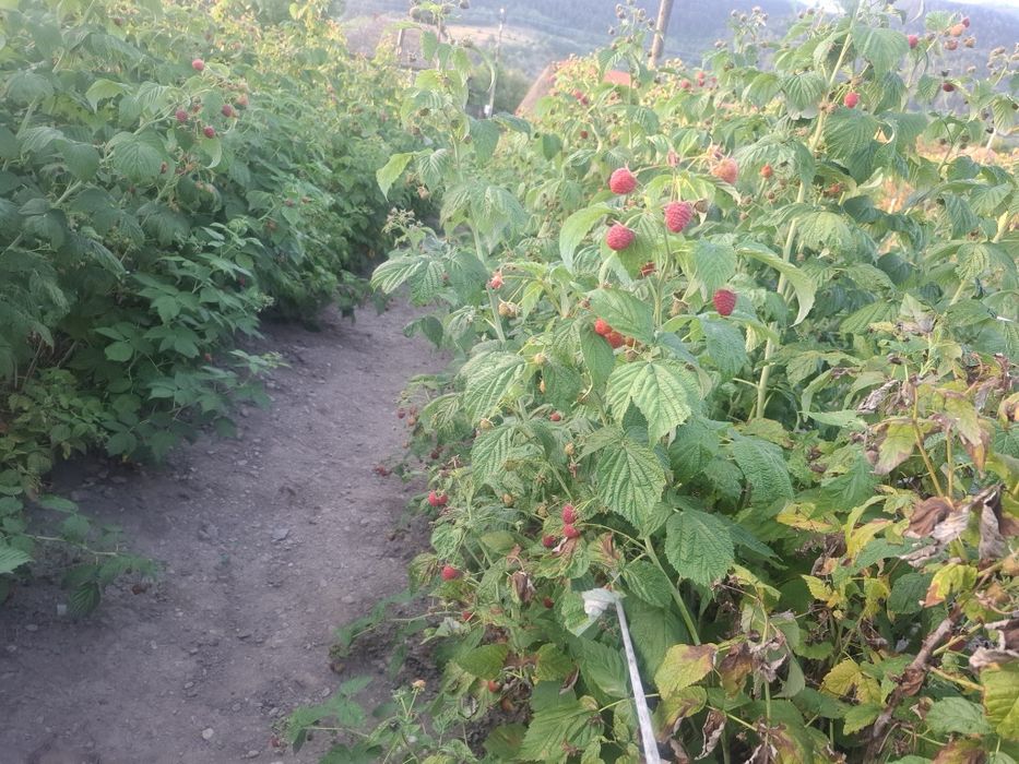 Vând butasii de zmeură polka/ căpșuni