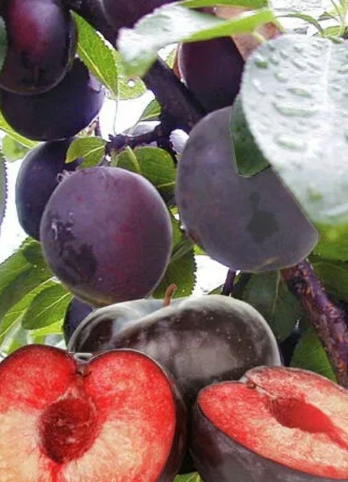 Cais (Soiul Aprisali )