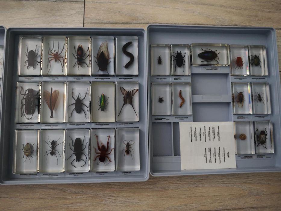 Колекция ,,Истински буболечки,,