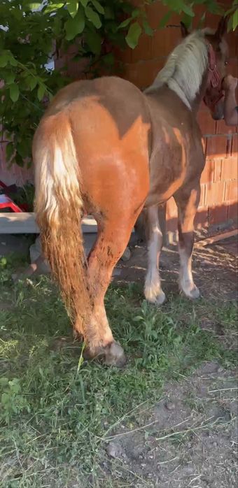 Vând Mânz Comtois blond de 1 an sau schimb