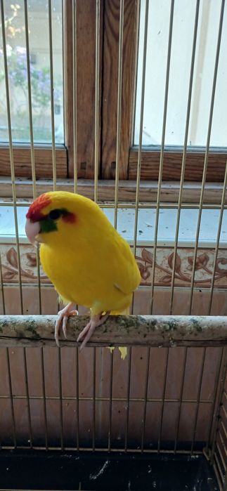 Какарик тўти қушла