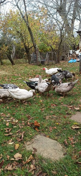 Пръч, неми патици