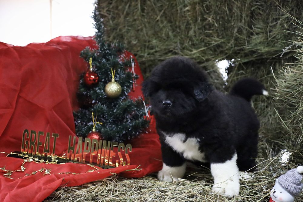 Эксклюзивные медвежата Акиты