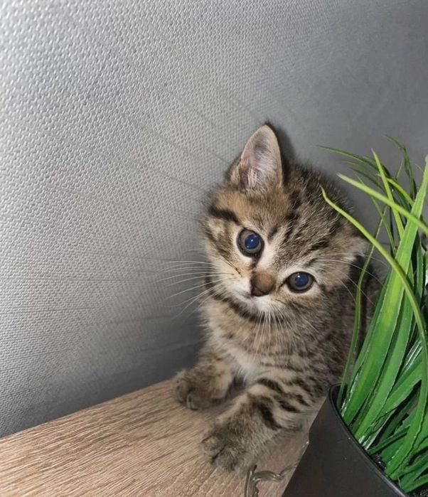 Шотландские котяьа  мальчик  и девочки