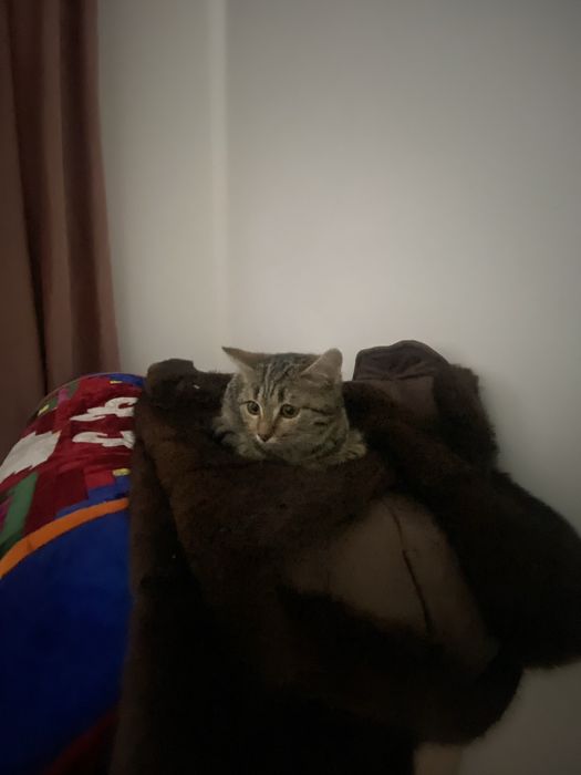 Котенок 3 месячная