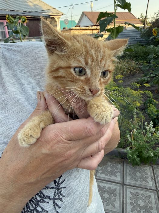 Котенок в добрые и любящие руки