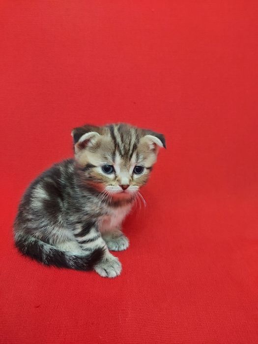 Продаю породистых котят