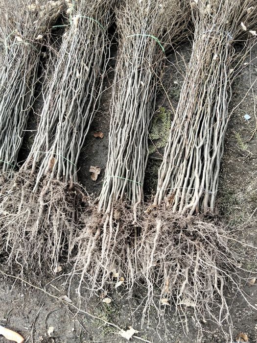 Avem oferta la puieți tratați salcâm mesteacăn fag pin brad molid pin