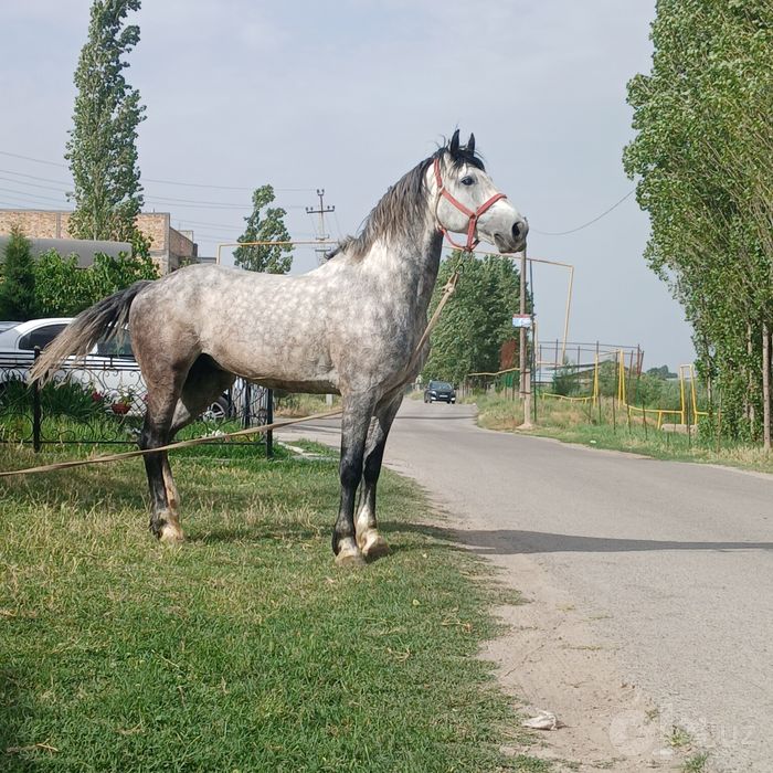 Qora bayir ot sotiladi